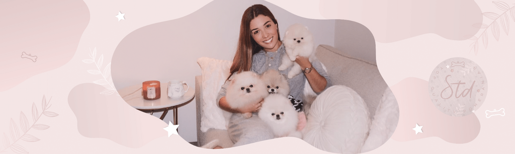 Banner promocional de cachorros Pomerania exclusivos. Compra tu Pomerania con crianza responsable y calidad garantizada.
