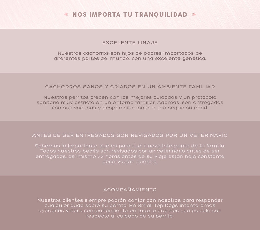 Garantía de calidad en cachorros Pomerania: excelente linaje, crianza familiar, revisión veterinaria y acompañamiento postventa