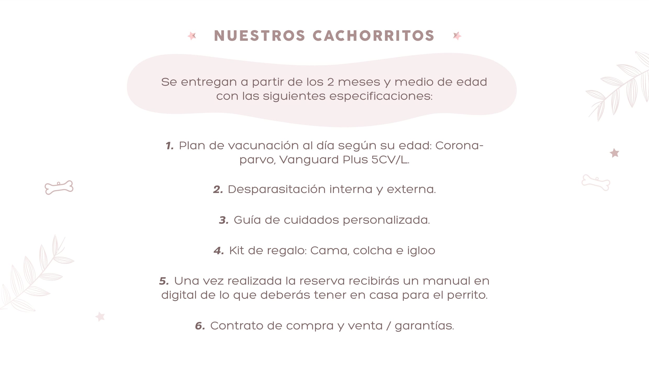 Información sobre la entrega de cachorros Pomerania: vacunación, desparasitación, kit de regalo y guía de cuidados personalizadas