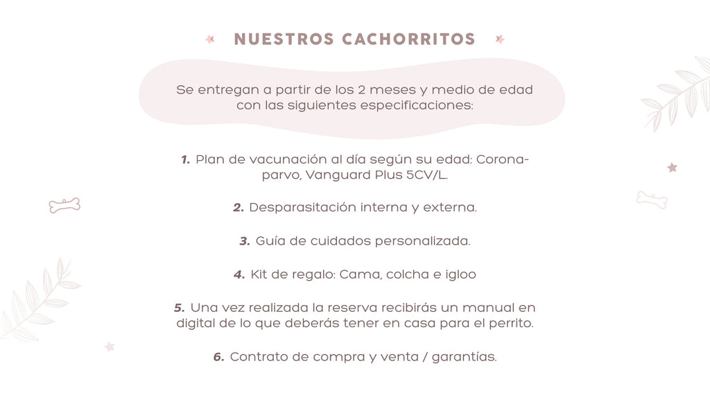 Información sobre la entrega de cachorros Pomerania: vacunación, desparasitación, kit de regalo y guía de cuidados personalizadas